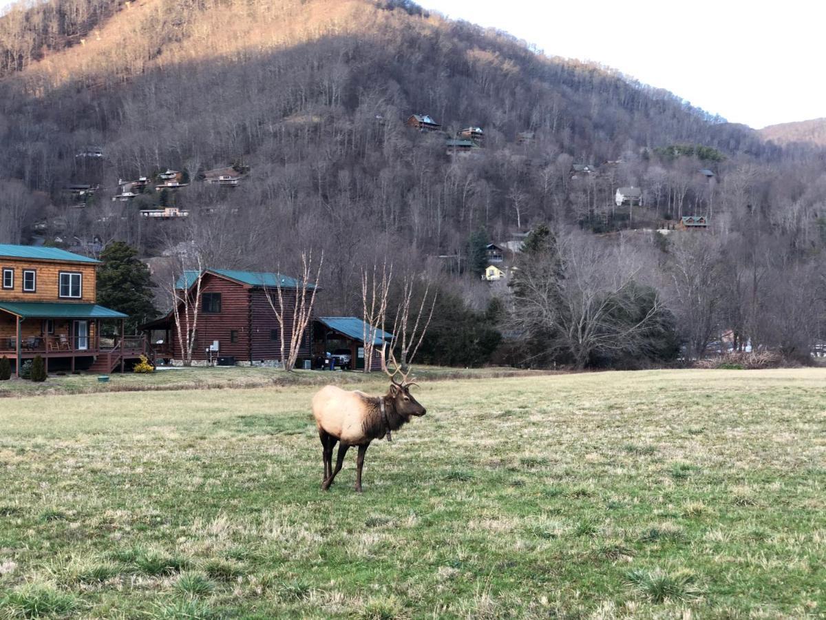 The Red Fox Cabin Villa Maggie Valley Kültér fotó